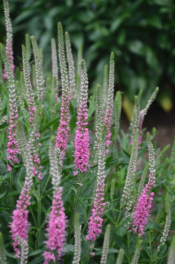 Veronica longifolia Perfectly Picasso