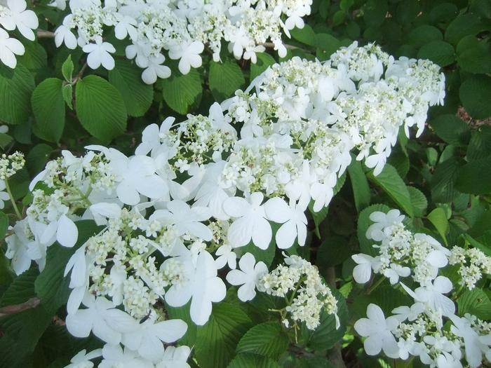 Viburnum plicatum f. tomentosum Shasta