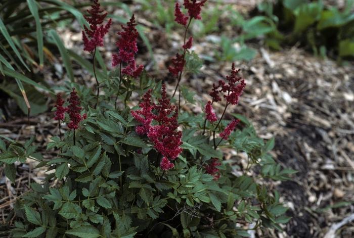 Astilbe rhizomatous August Light