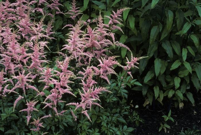 Astilbe x arendsii Bressingham Beauty