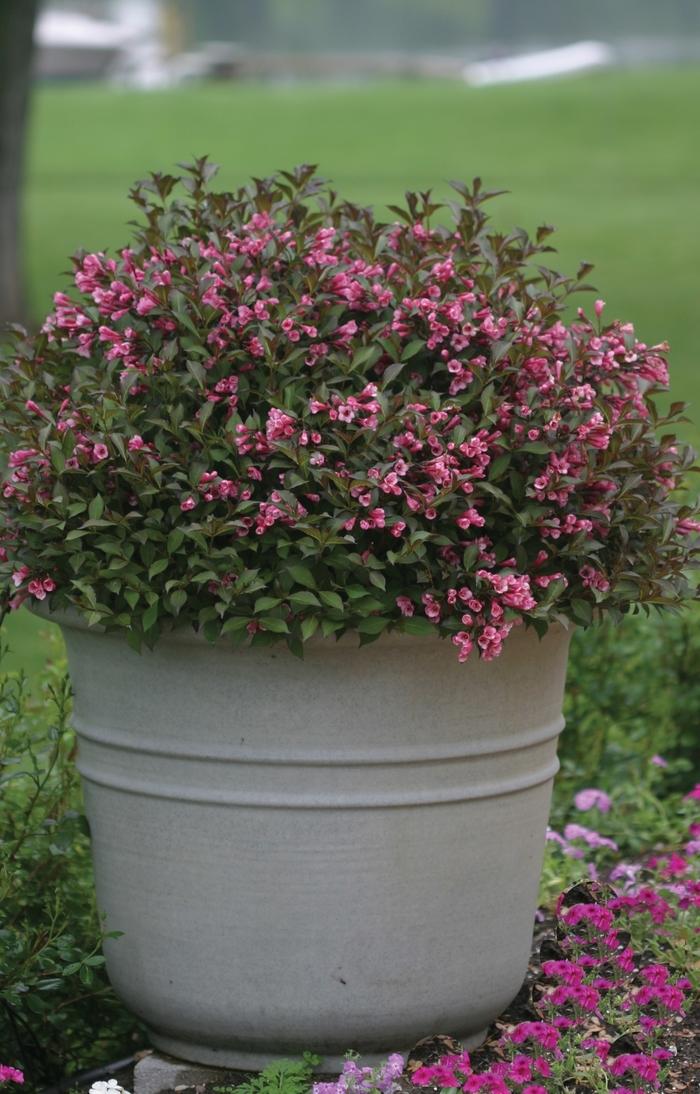 Weigela florida Fine Wine®