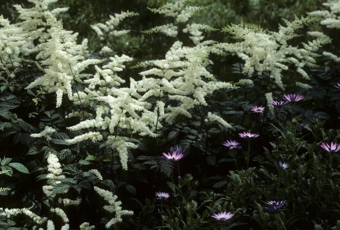 Astilbe x arendsii Bridal Veil®