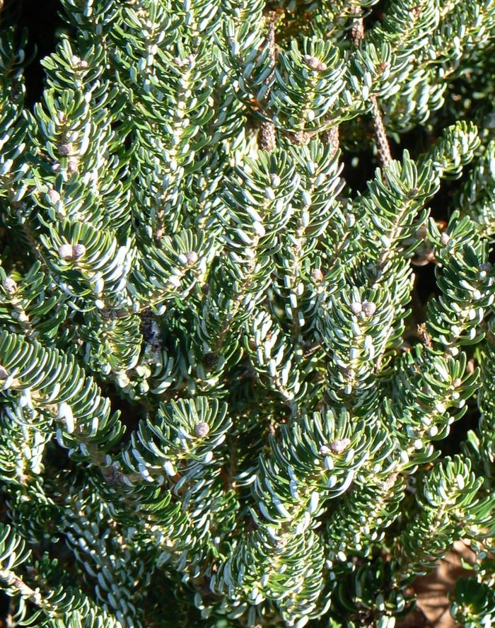 Abies koreana Silberlocke