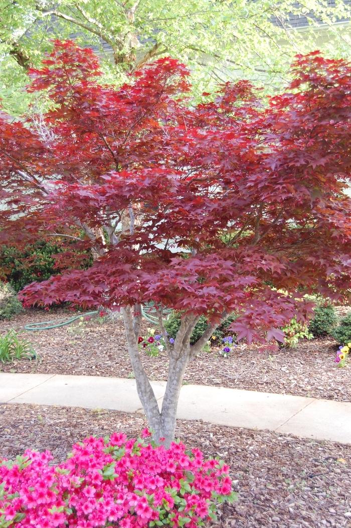 Acer palmatum var. atropurpureum Bloodgood