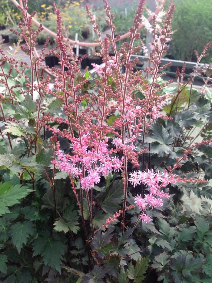 Astilbe simplicifolia Delft Lace