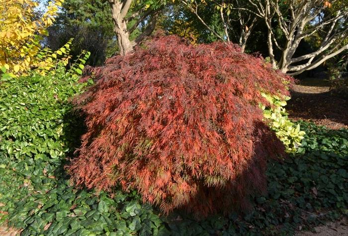 Acer palmatum var. dissectum Crimson Queen