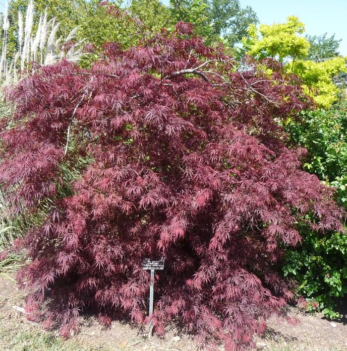 Acer palmatum var. dissectum Tamukeyama