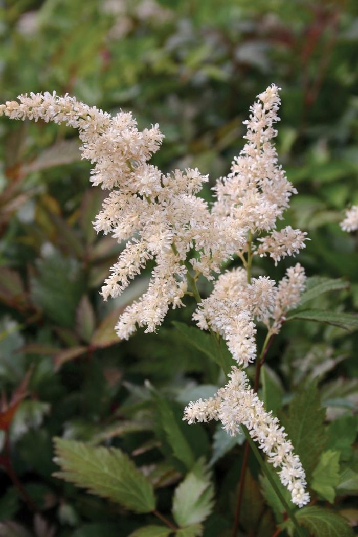 Astilbe rhizomatous Deutschland