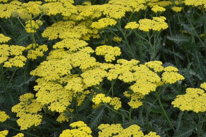 Achillea millefolium Sassy Summer Lemon