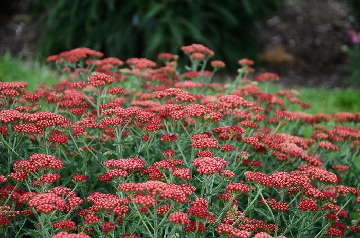 Achillea millefolium Sassy Summer Sangria