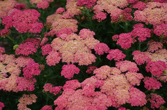 Achillea millefolium Sassy Summer Taffy