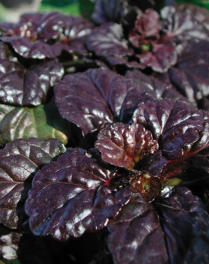 Ajuga reptans Walberton's® Black Scallop