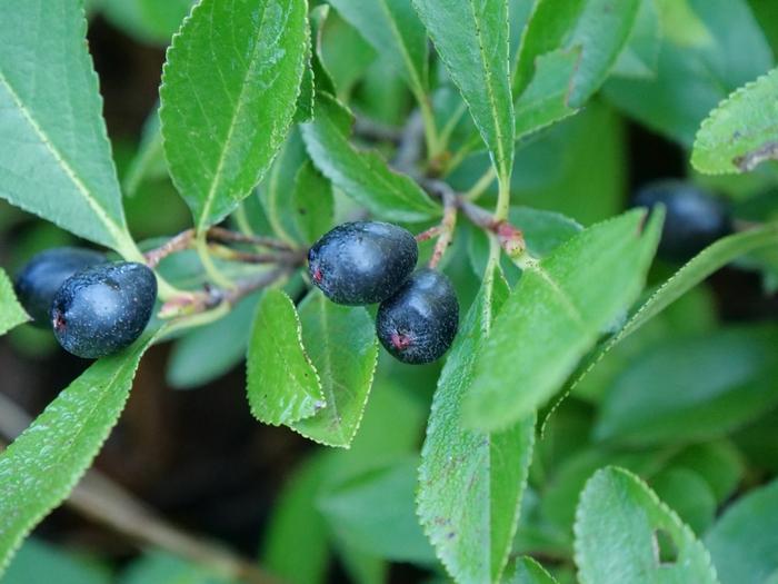 Aronia melanocarpa Ground Hug®