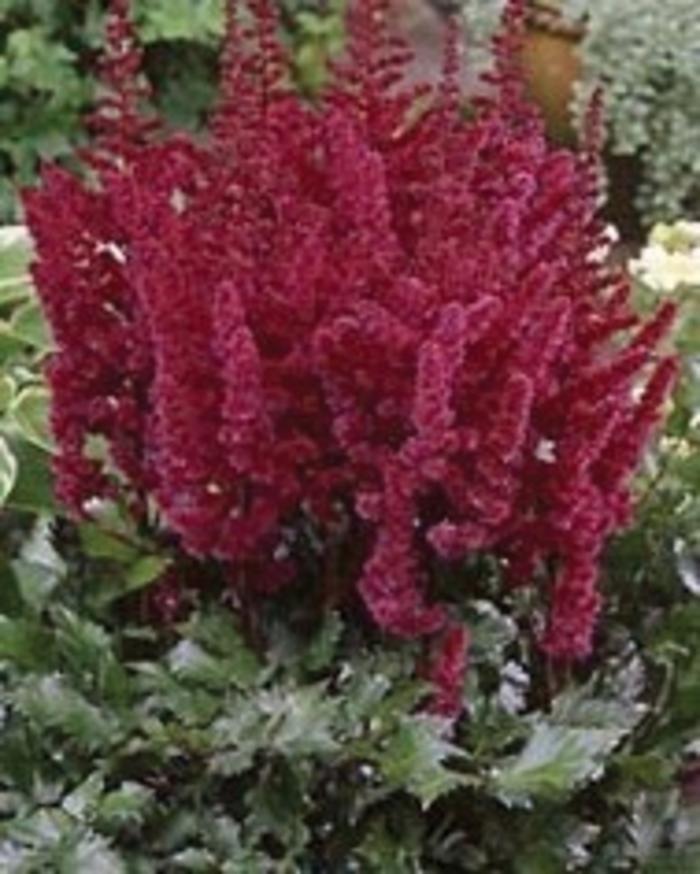 Astilbe chinensis Vision in Red