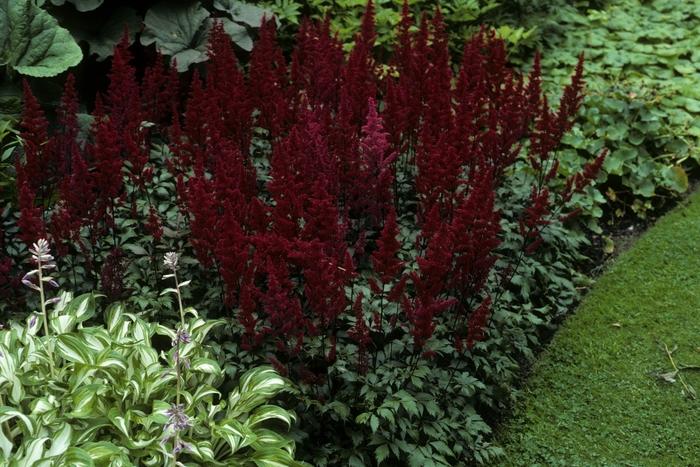 Astilbe japonica Montgomery