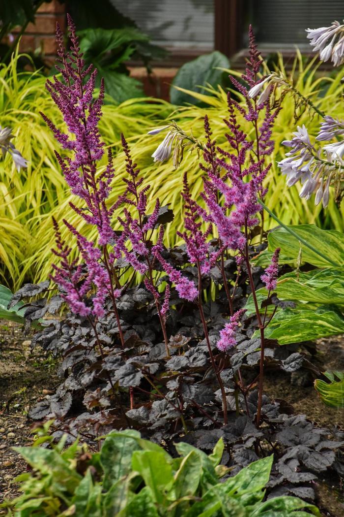 Astilbe Dark Side of the Moon