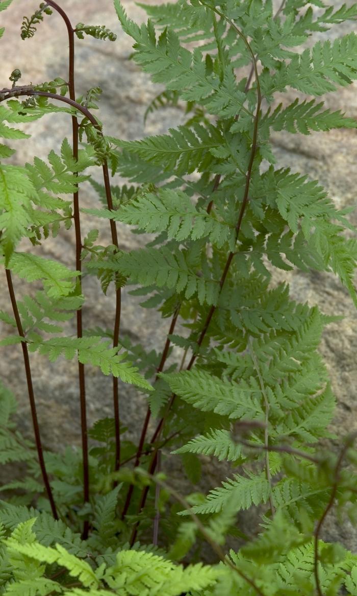 Athyrium filix-femina Lady in Red