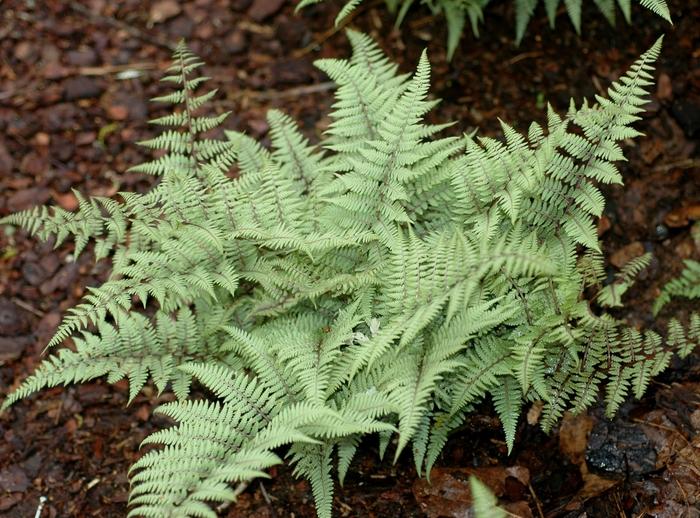 Athyrium Ghost