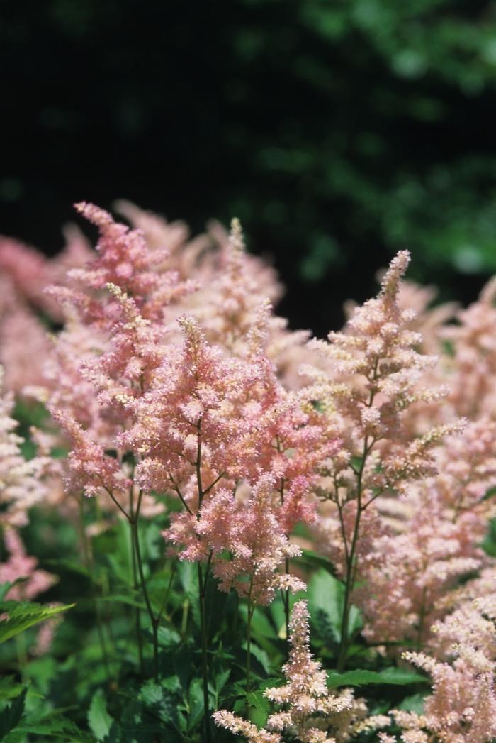 Astilbe japonica Peach Blossom