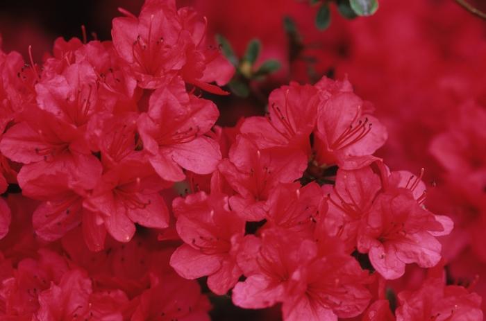 Azalea Kurume Hybrid Hino Crimson