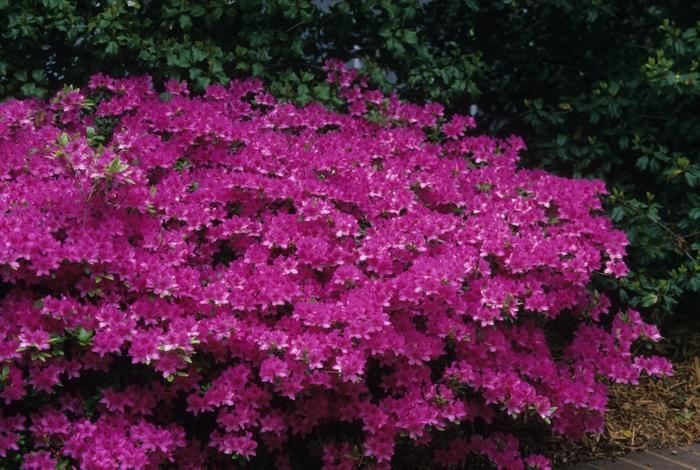 Azalea Gable hybrid Karen