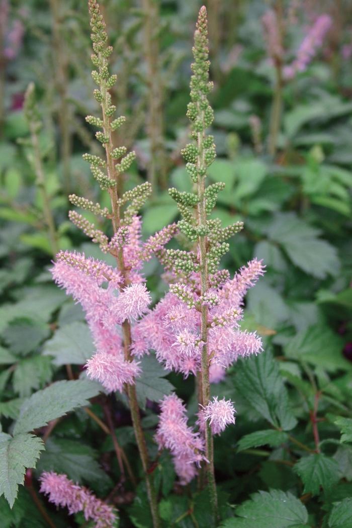 Astilbe chinensis Pumila