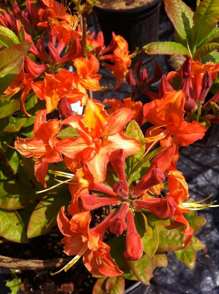 Azalea Northern Lights hybrid Mandarin Lights