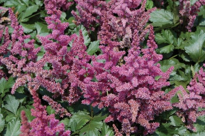 Astilbe chinensis Visions