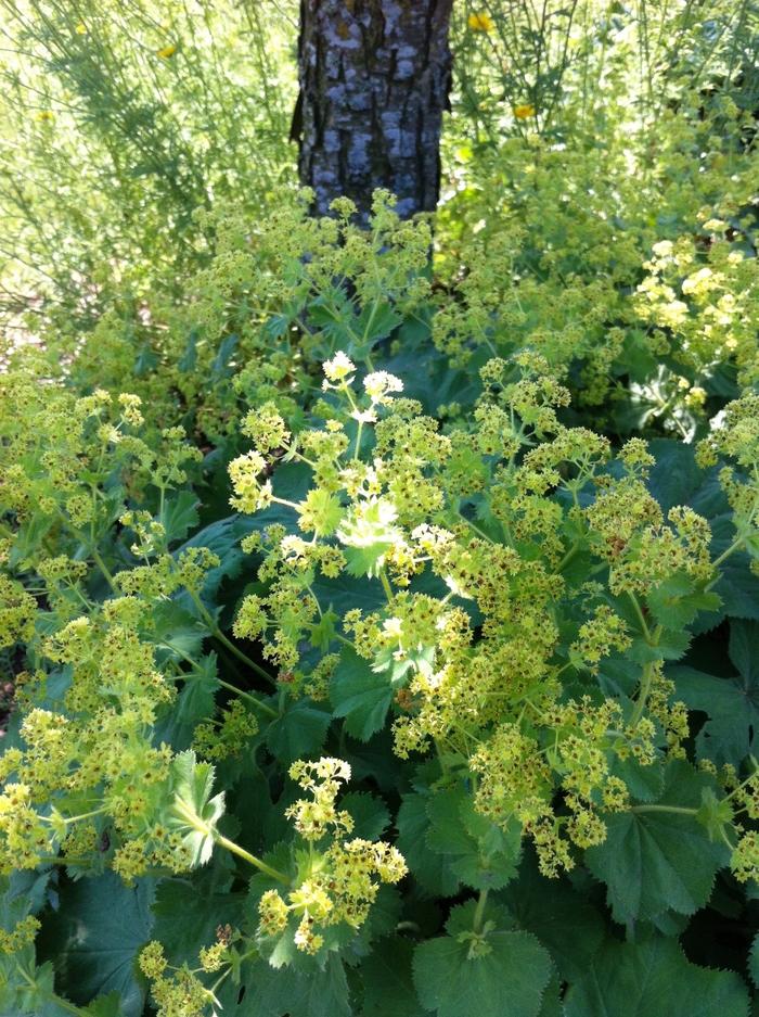 Alchemilla mollis 