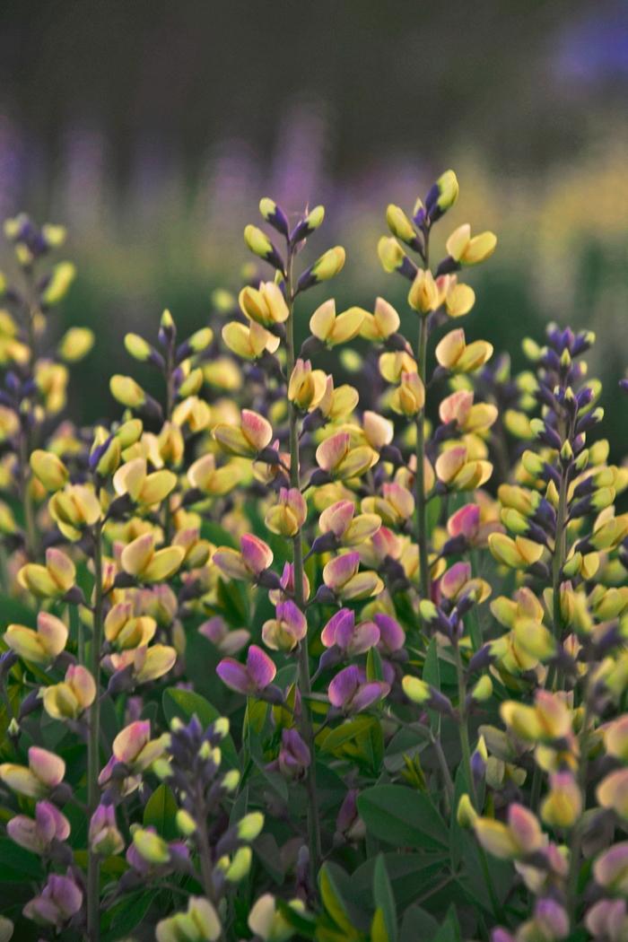 Baptisia Decadence® Deluxe Pink Lemonade