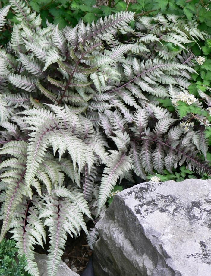 Athyrium niponicum Pictum