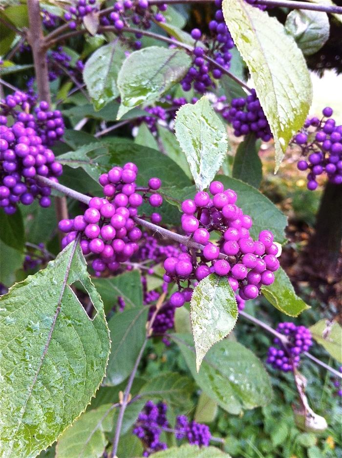 Callicarpa dichotoma Early Amethyst