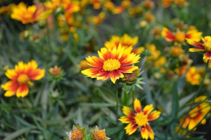 Coreopsis L'il Bang™ Daybreak