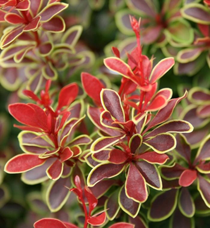 Berberis thunbergii Admiration