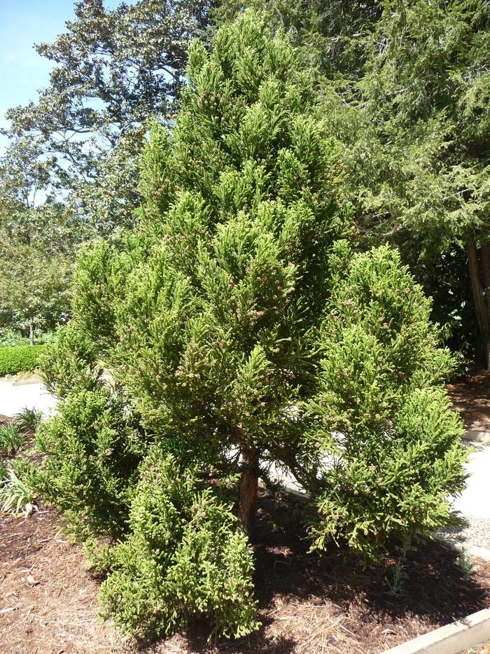 Cryptomeria japonica Radicans