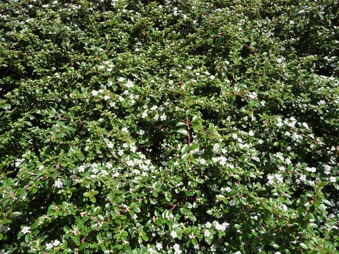 Cotoneaster horizontalis 