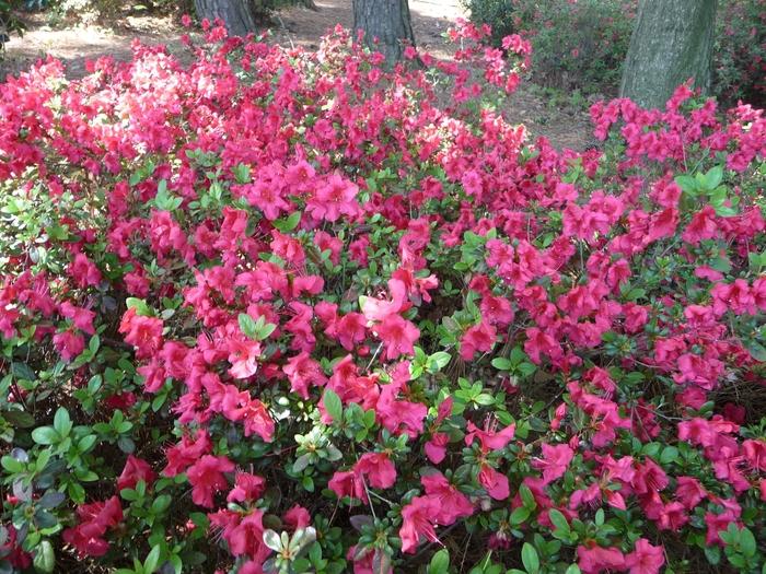 Azalea kaempferi Johanna