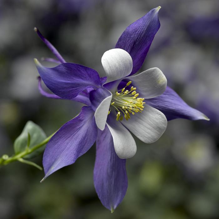 Aquilegia caerulea Kirigami™ Deep Blue and White