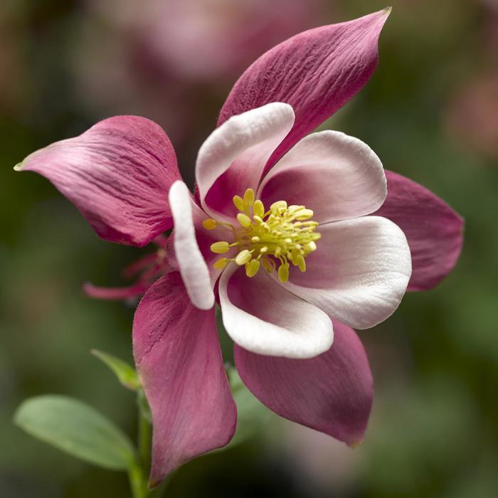 Aquilegia caerulea Kirigami™ Rose & Pink