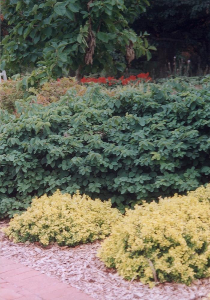 Berberis thunbergii Bonanza Gold