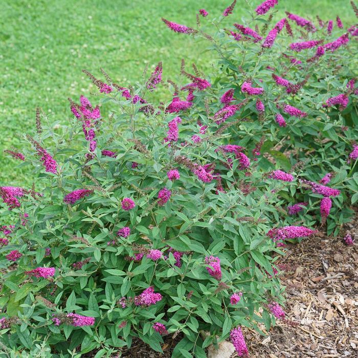 Buddleia Lo & Behold Ruby Chip® 