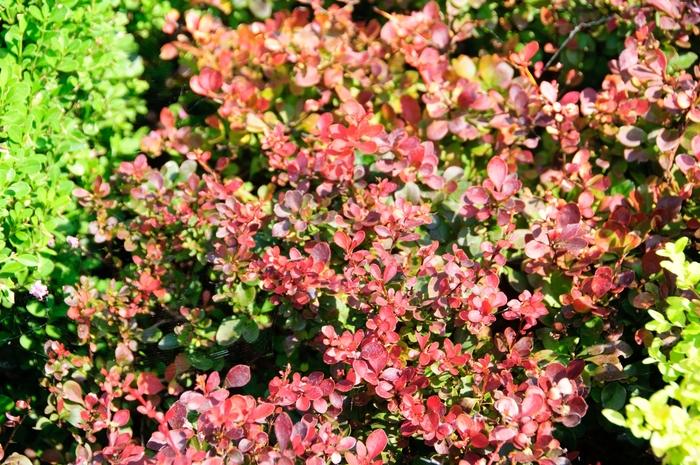 Berberis thunbergii Crimson Pygmy