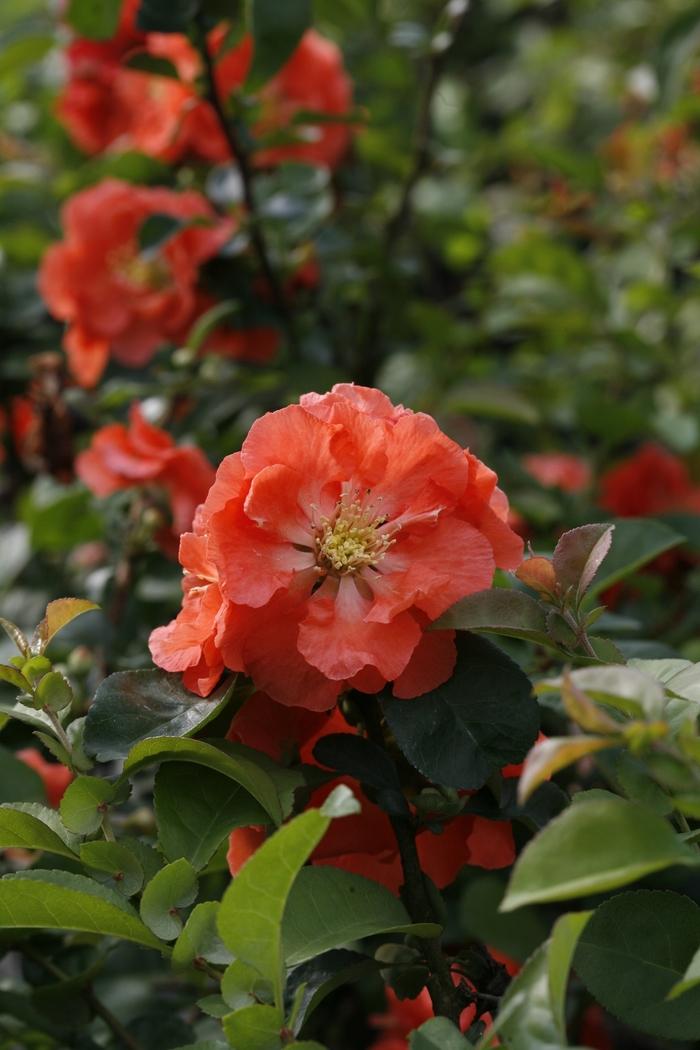 Chaenomeles speciosa Double Take&reg; Peach