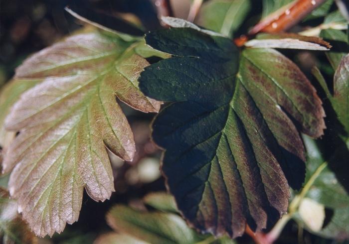 Viburnum x burkwoodii 