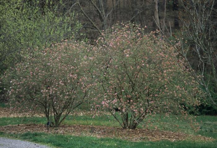 Viburnum x burkwoodii Mohawk