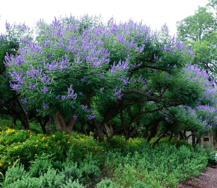 Vitex agnus-castus 