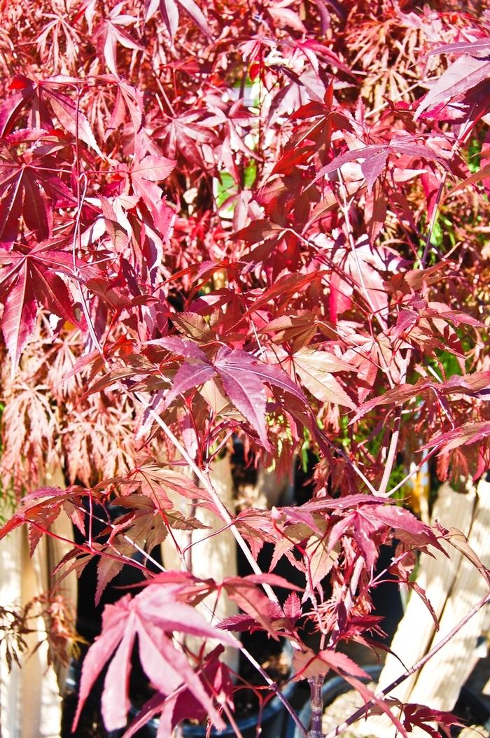 Acer palmatum Emperor 1®