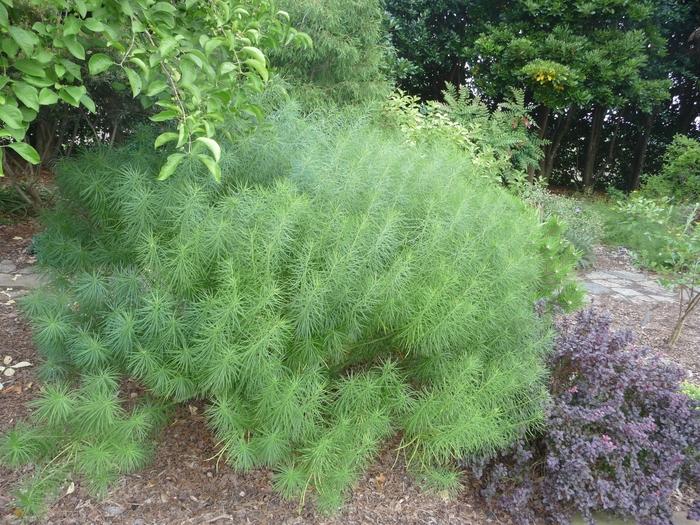 Amsonia hubrichtii 