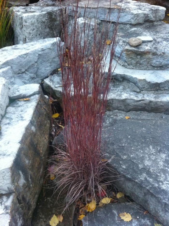 Schizachyrium scoparium 