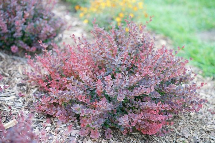 Berberis thunbergii Sunjoy Mini Maroon®